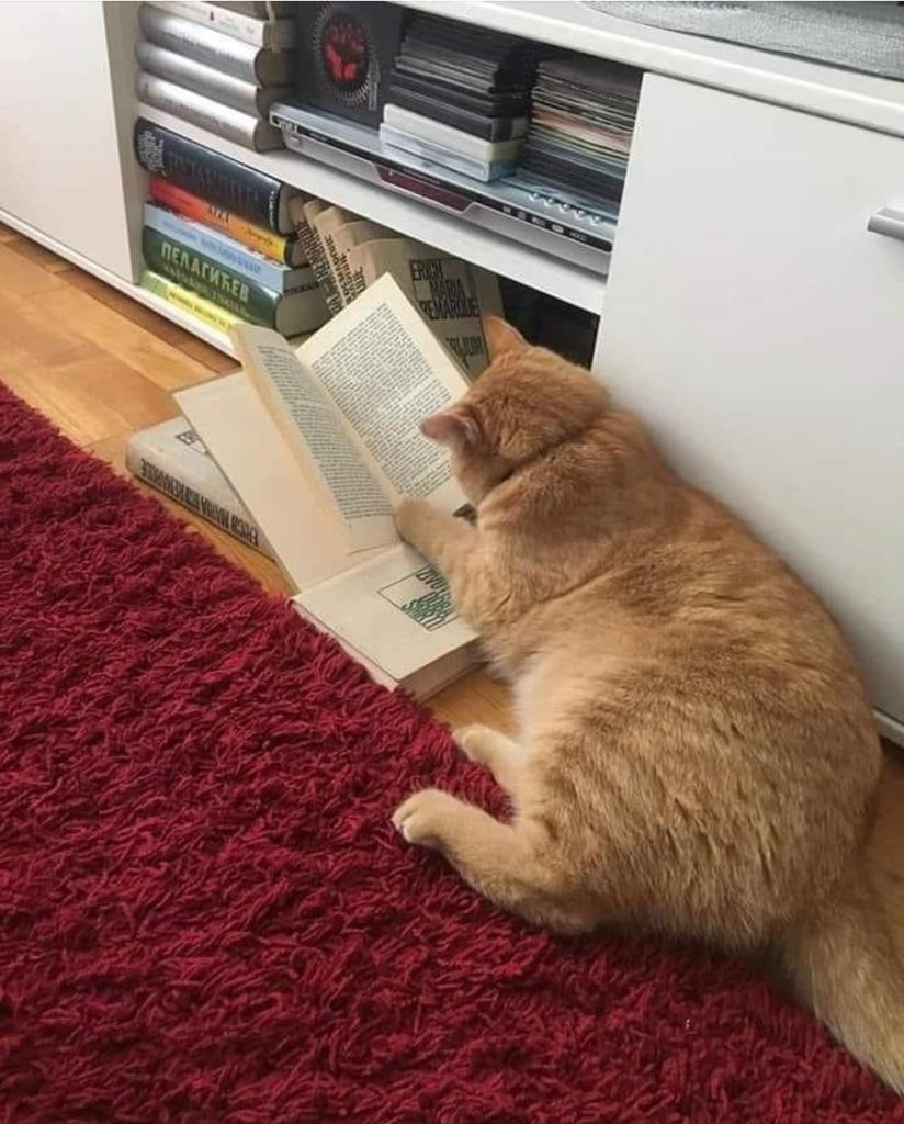 مطالعه گربه