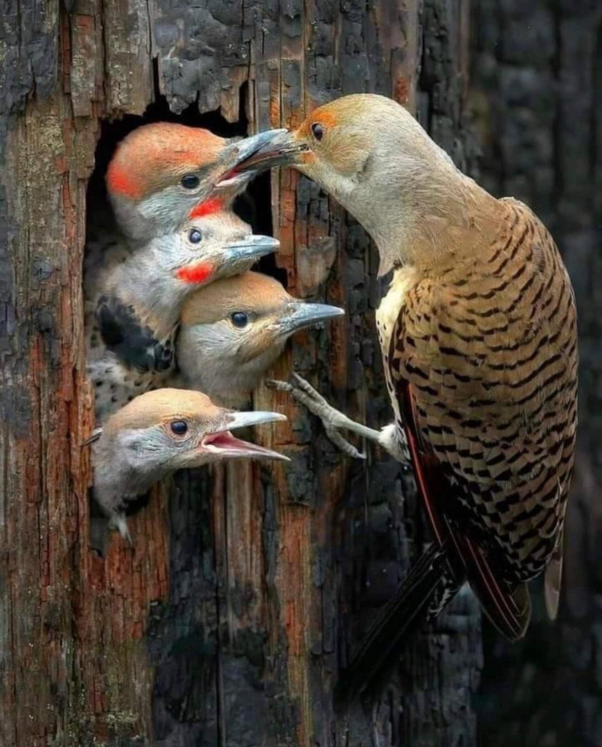 پرنده مادر