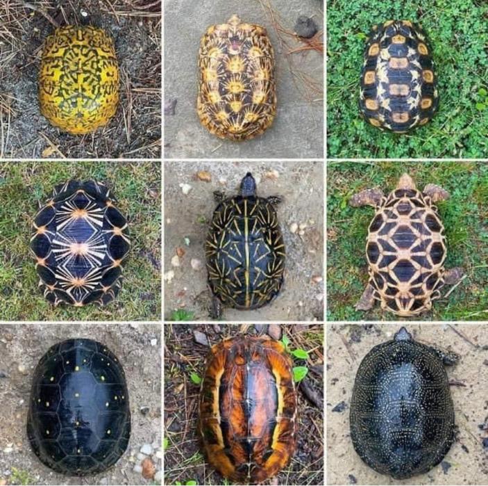 لاکپشت های رنگارنگ