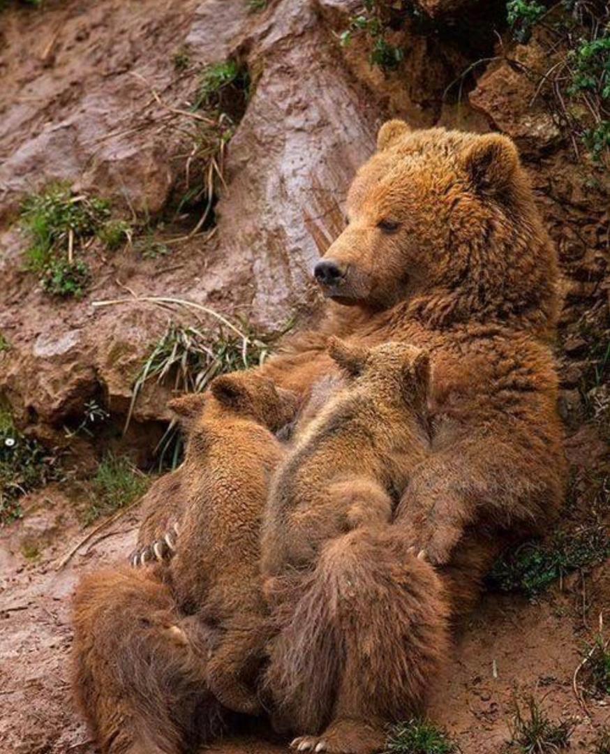 خرس مادر